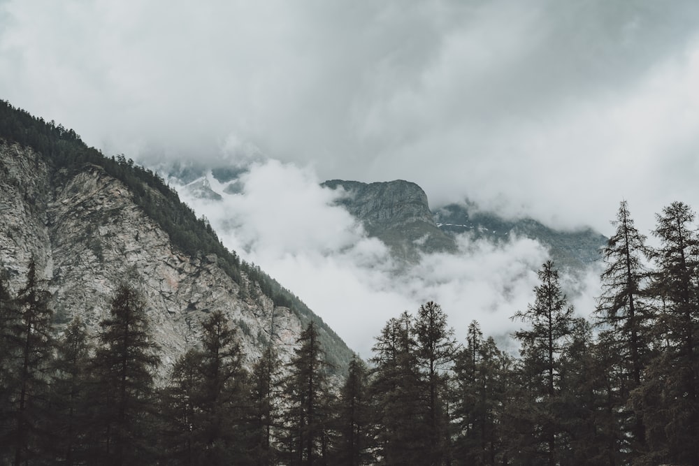 green trees on mountain under white clouds during daytime