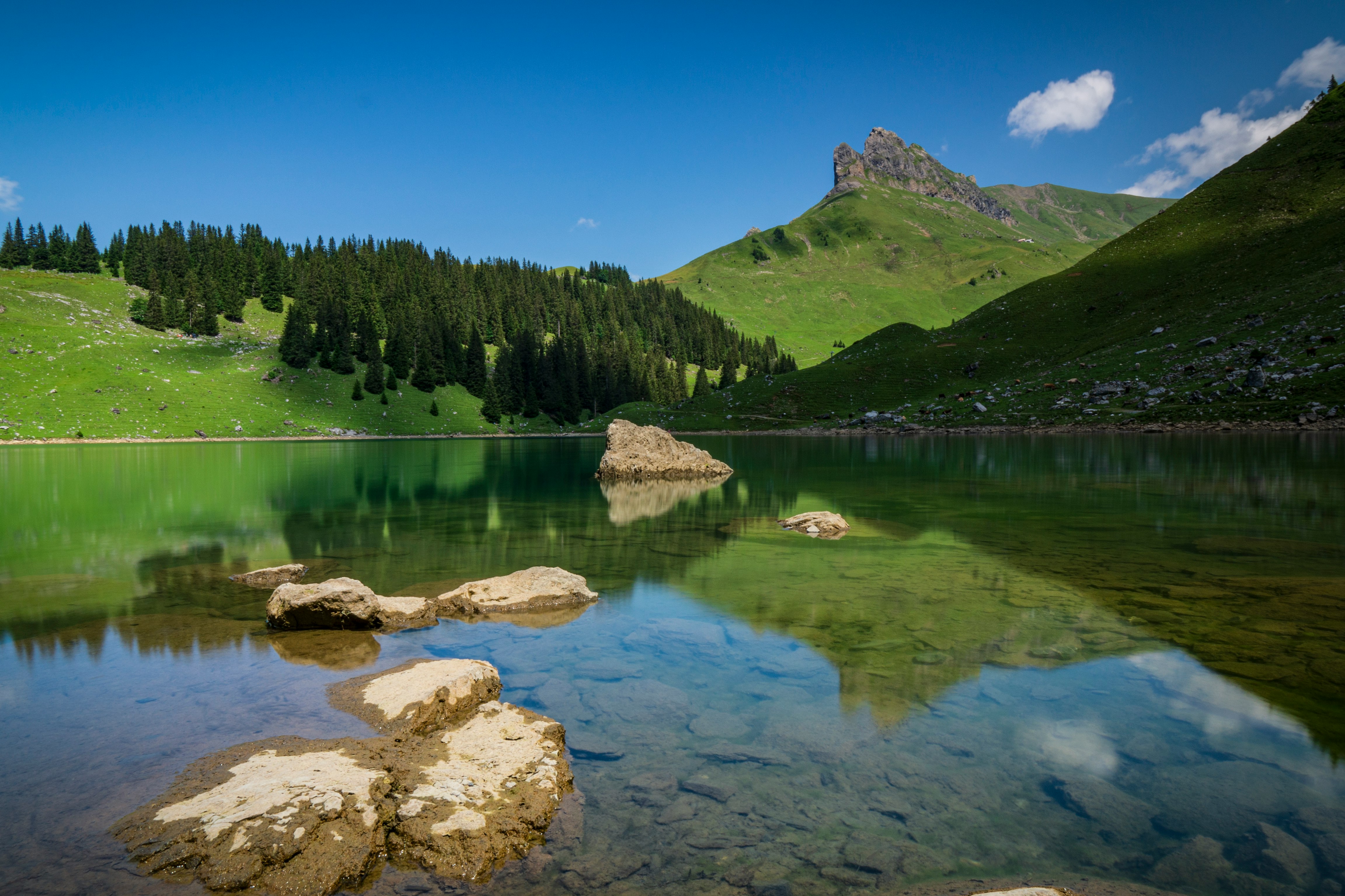 green trees near lake under blue sky during daytime