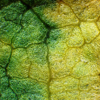 Close-up of a vibrant botanical macro texture with glowing molecular patterns overlay.