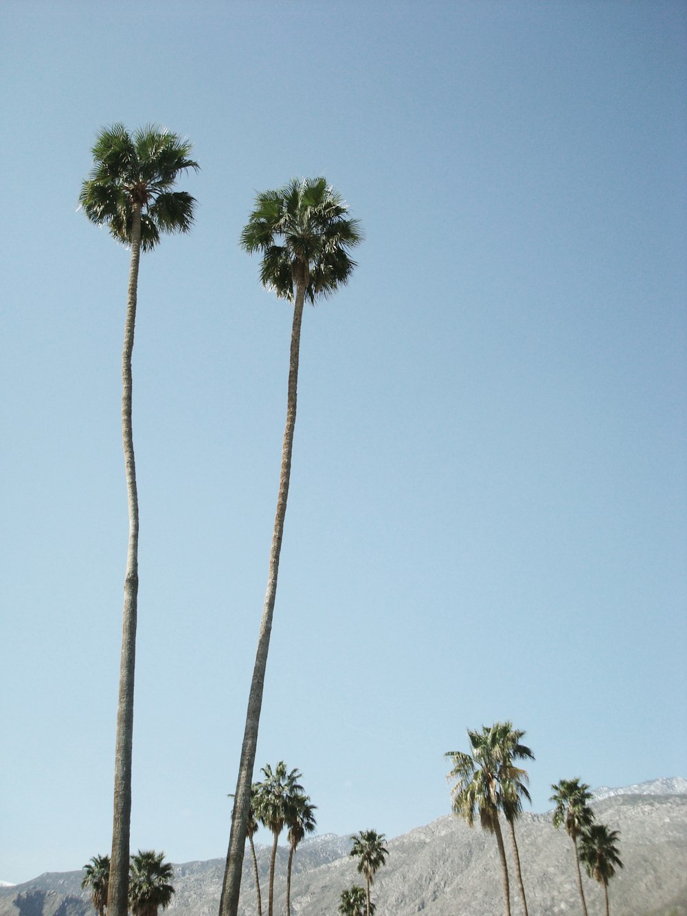 green palm tree under blue sky during daytime