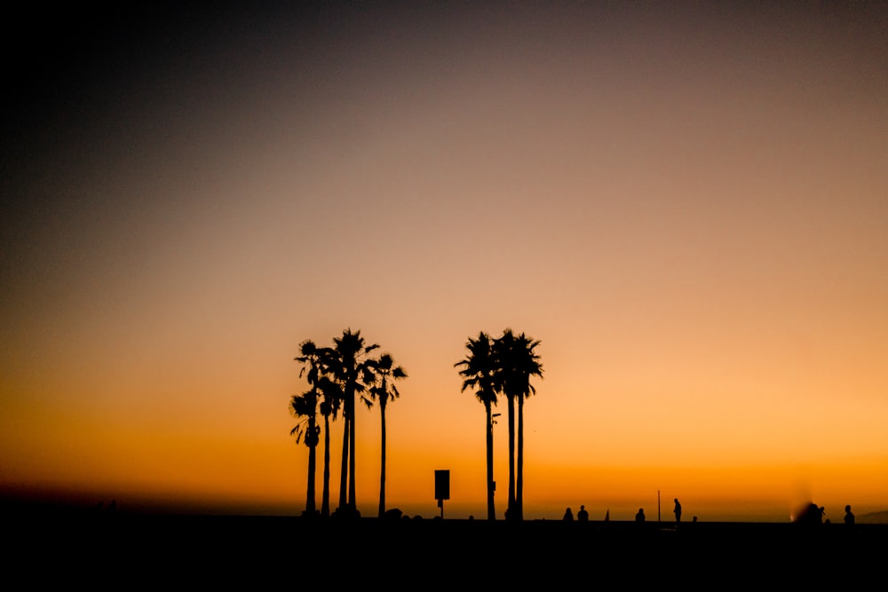 silhouette of palm trees during sunset