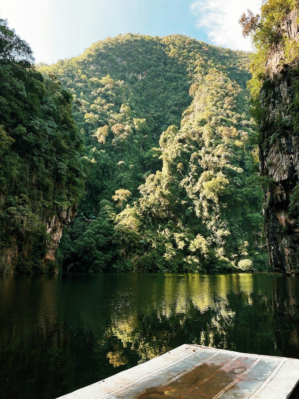 昼間の川沿いの緑の木々