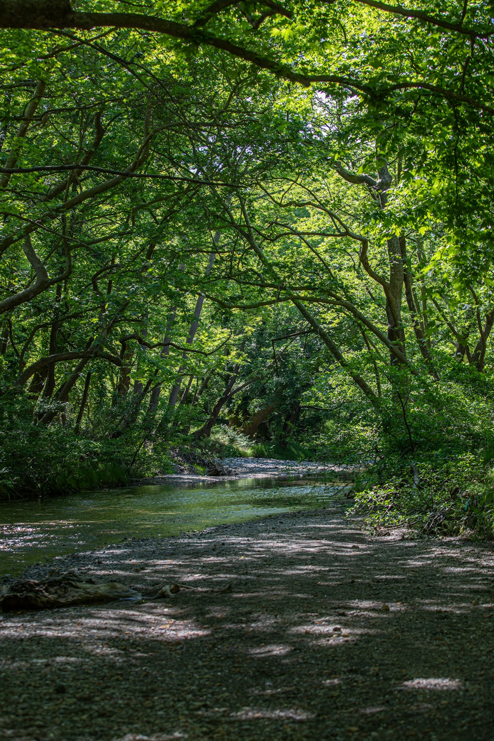 alberi verdi sulla riva del fiume durante il giorno