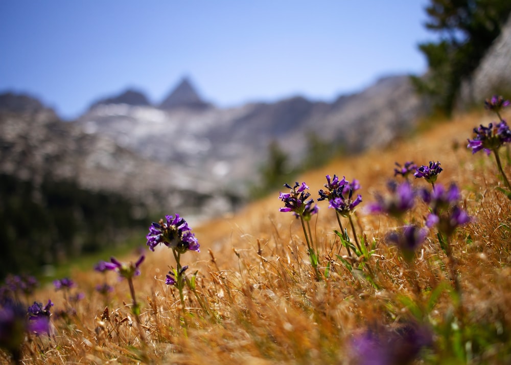 purple flower in front of mountain during daytime