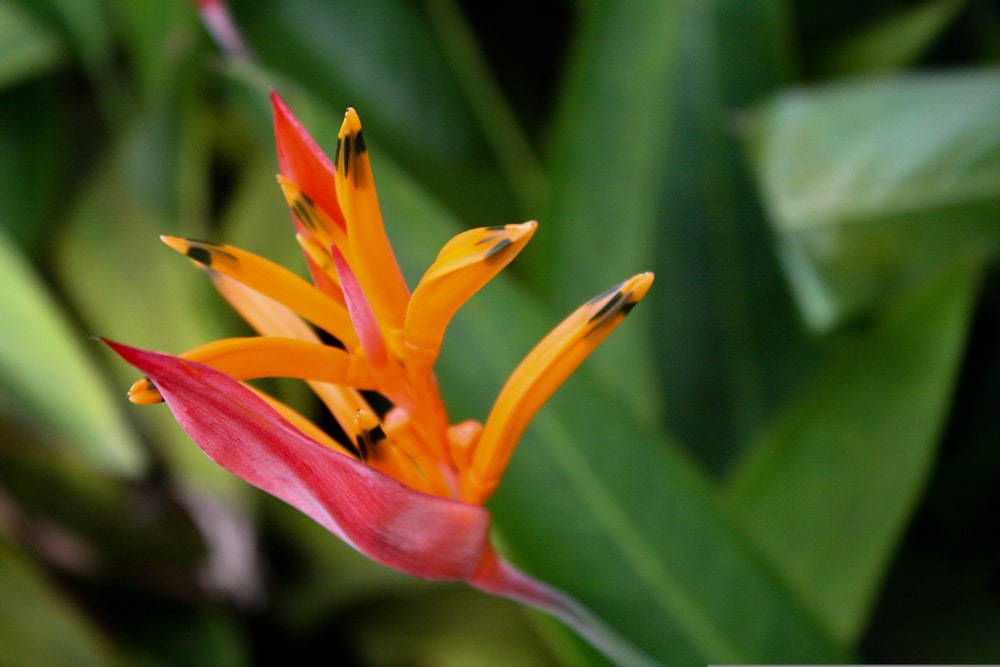 yellow and red flower in tilt shift lens