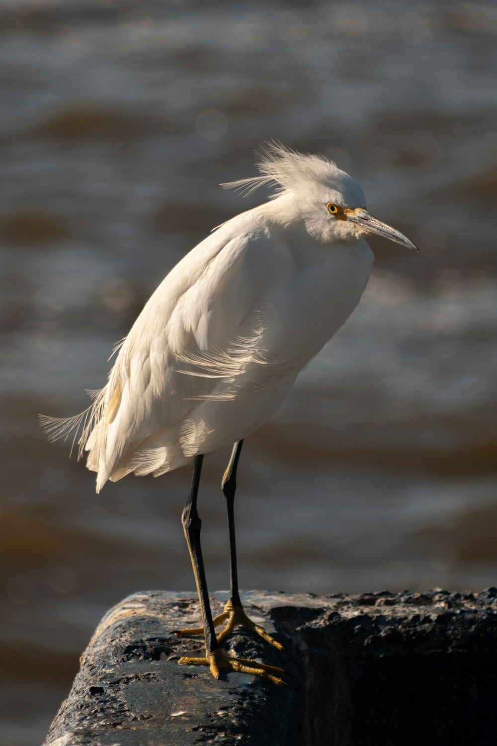 white bird on brown rock