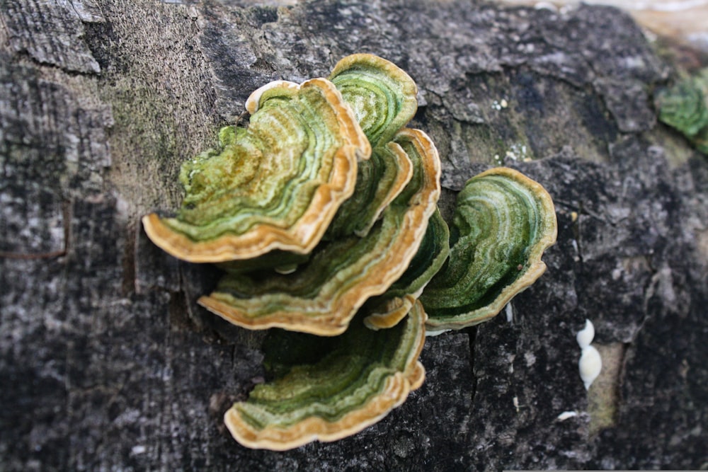 green and white mushroom on black wooden surface