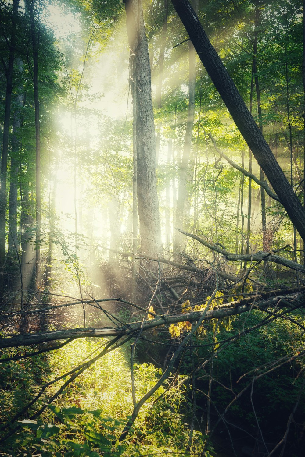 green trees with fog during daytime