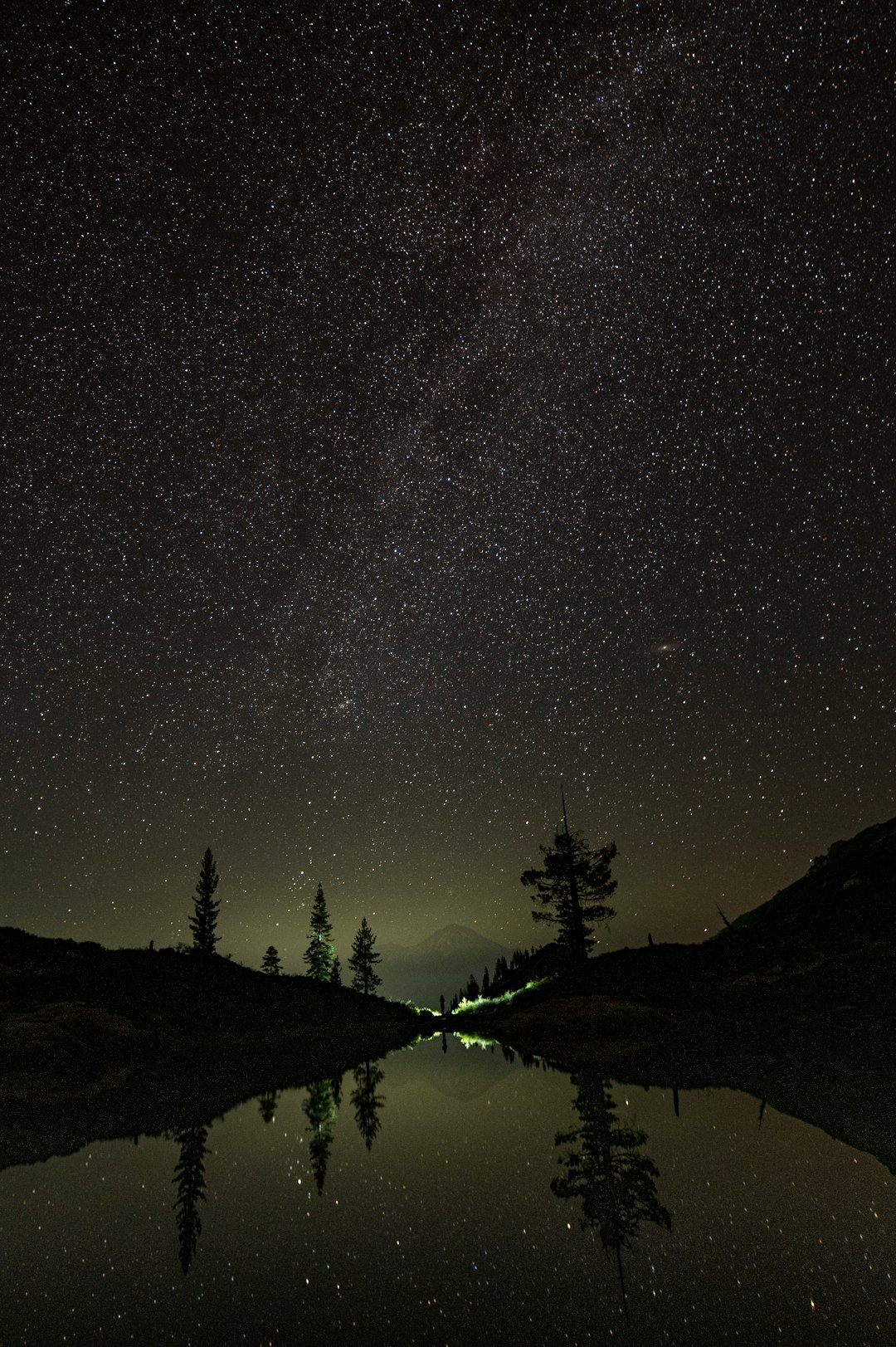 silhouette of trees under starry night