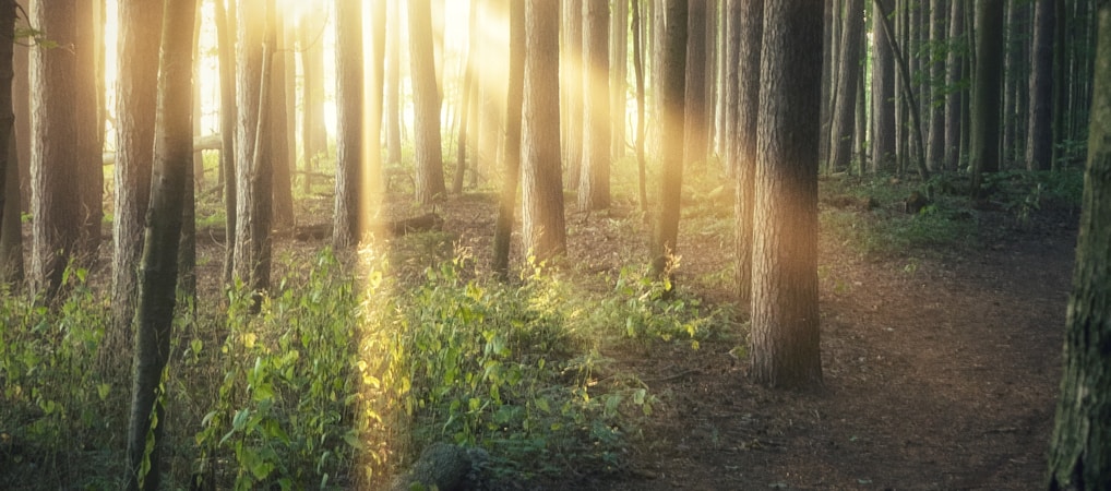 sun rays coming through trees