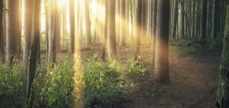 sun rays coming through trees