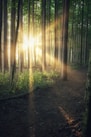 sun rays coming through trees