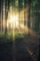 sun rays coming through trees