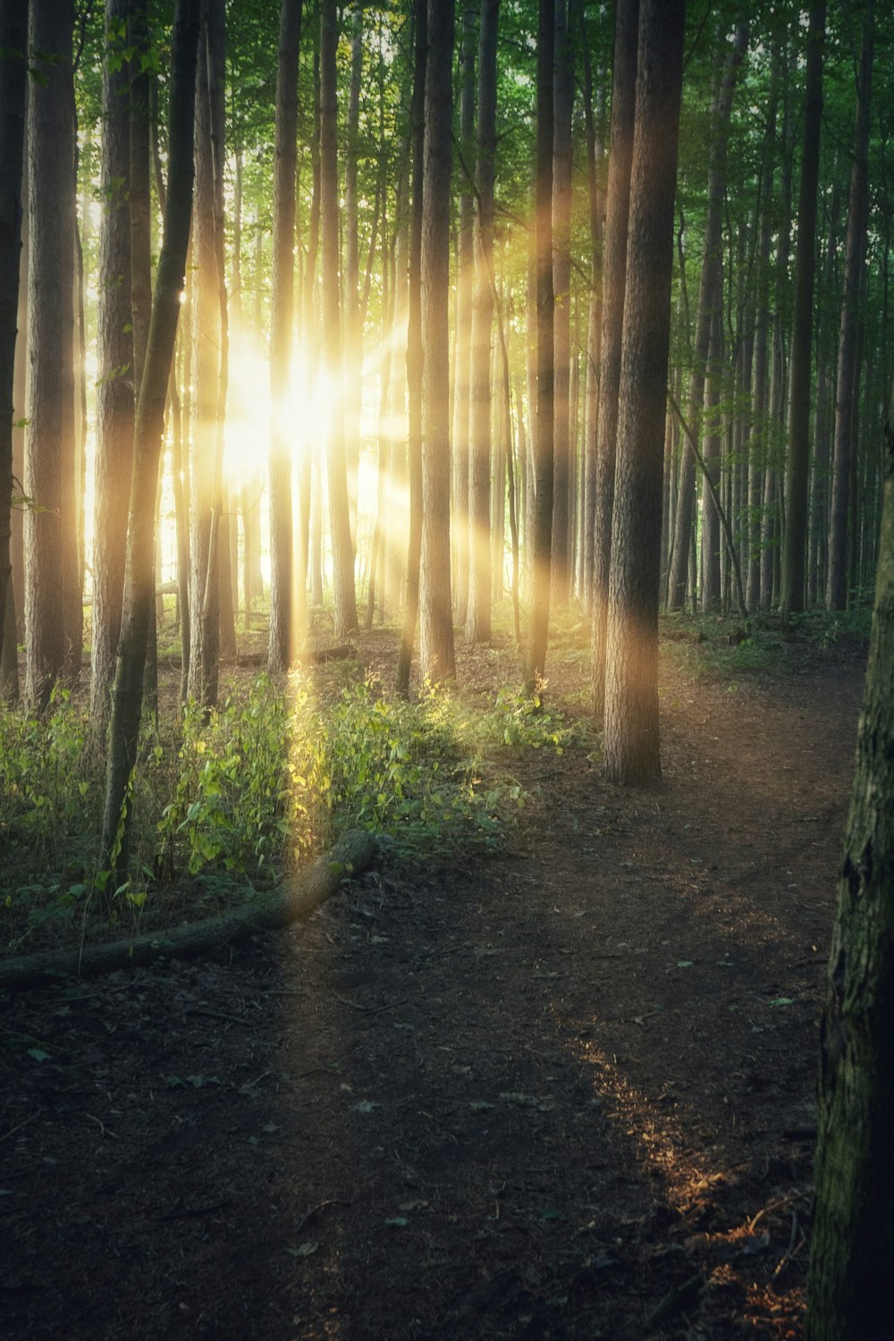 sun rays coming through trees