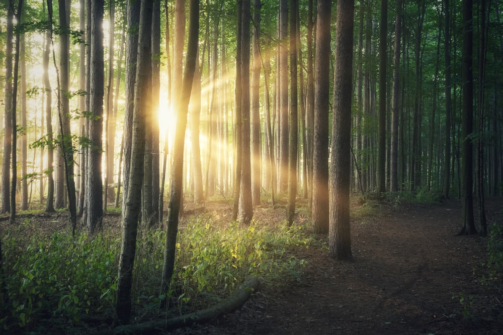 brown trees on forest during daytime