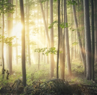 green trees in forest during daytime