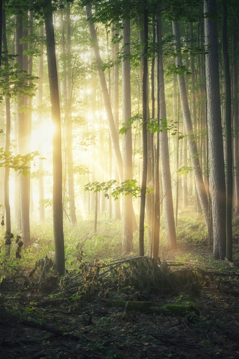 Grüne Bäume im Wald tagsüber