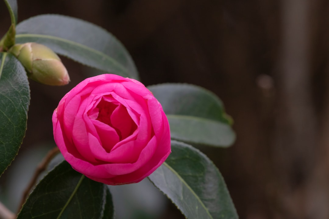 pink rose in bloom during daytime