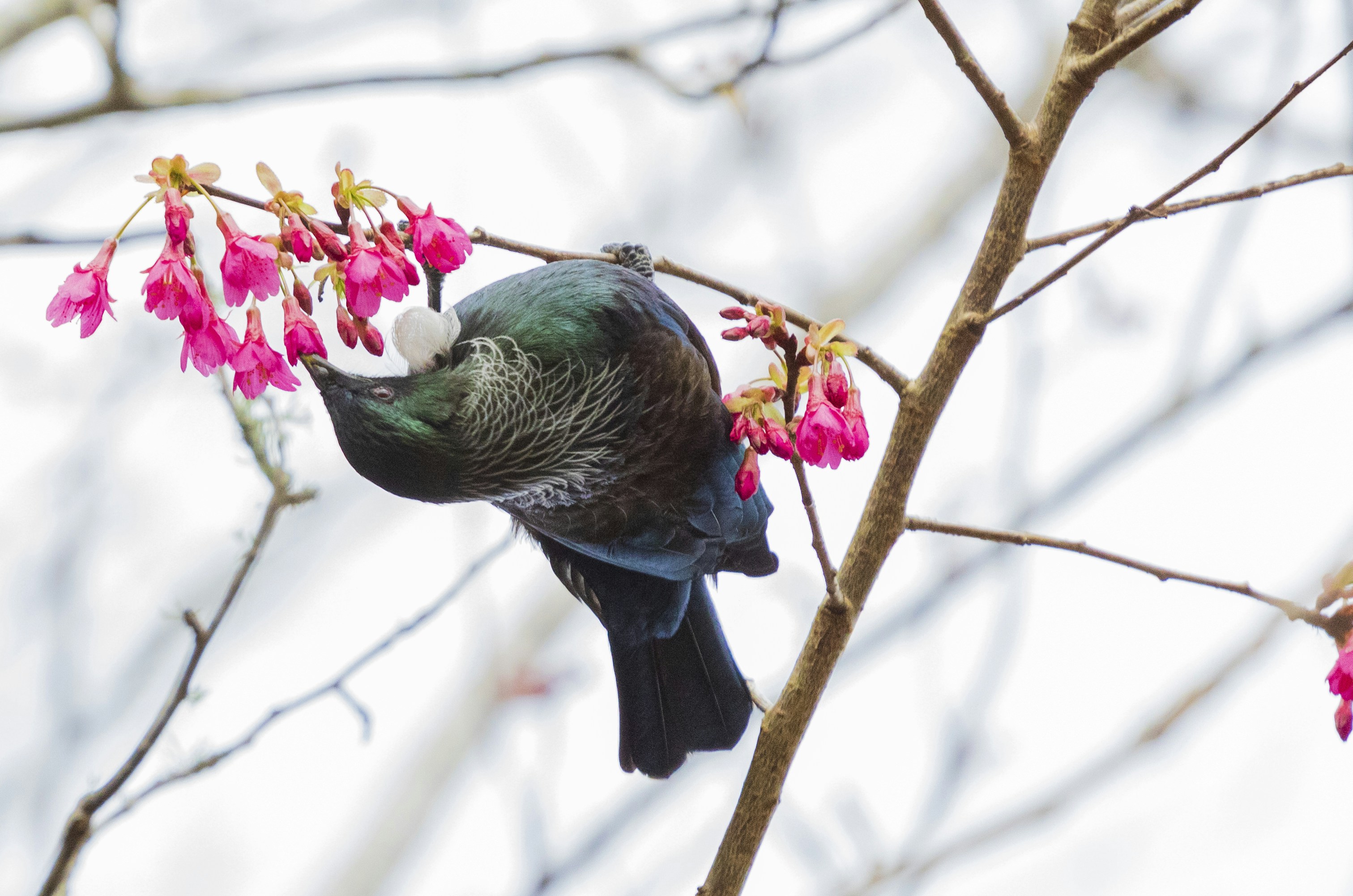 green and black bird on tree branch, New Zealand Tui feeding