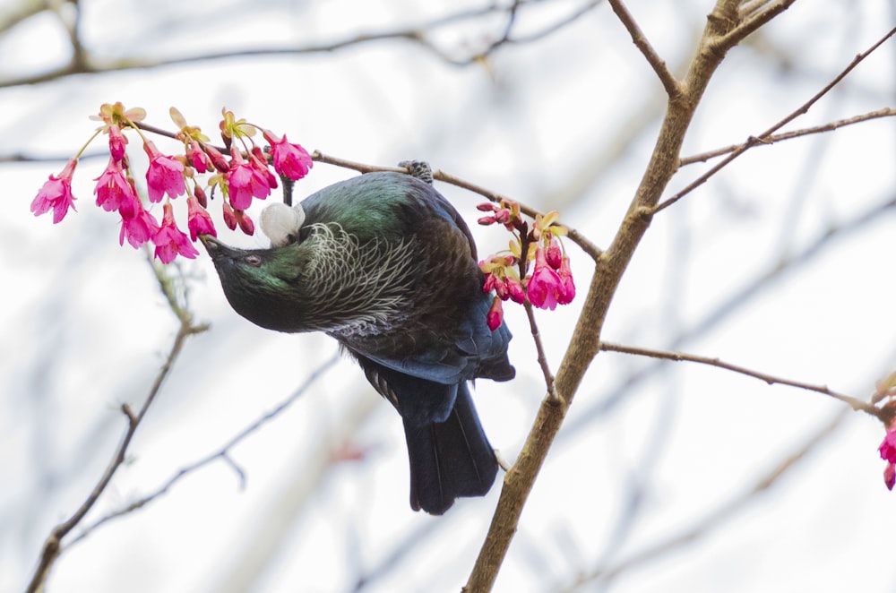 green and black bird on tree branch