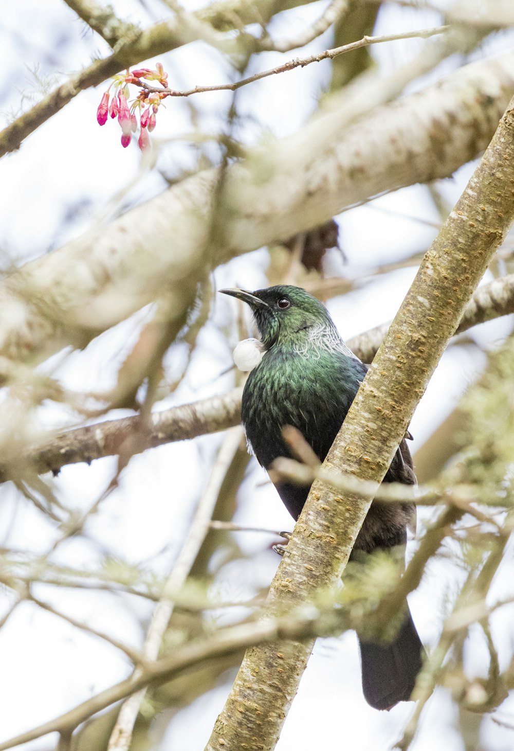 green and black bird on brown tree branch