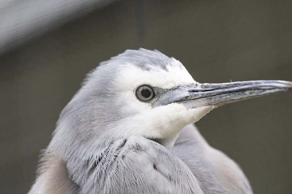 white and gray bird on persons hand