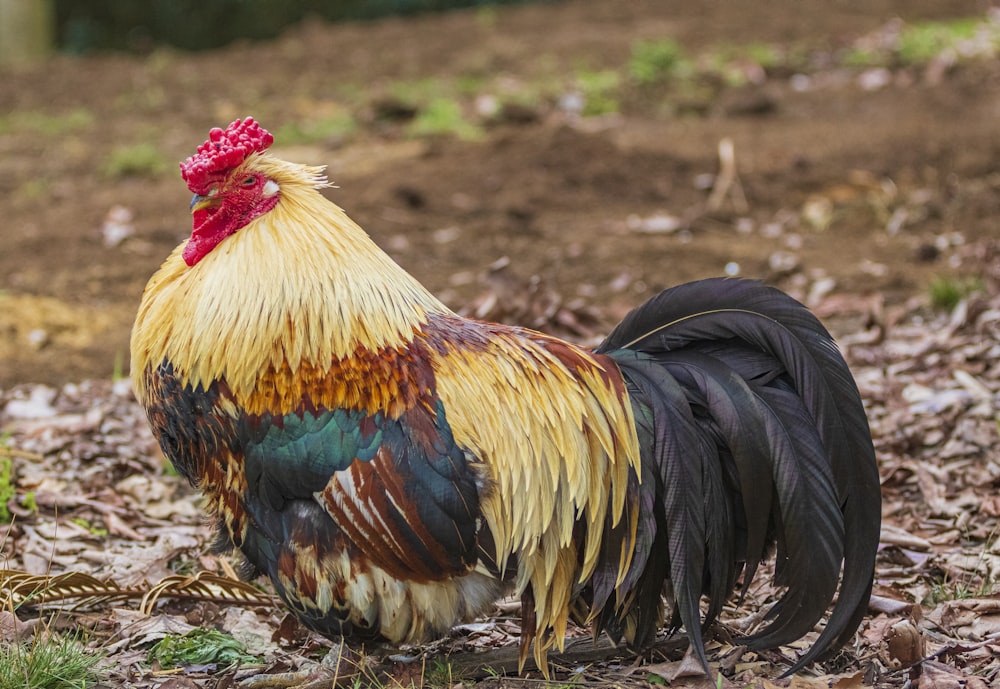 coq brun et noir sur le sol