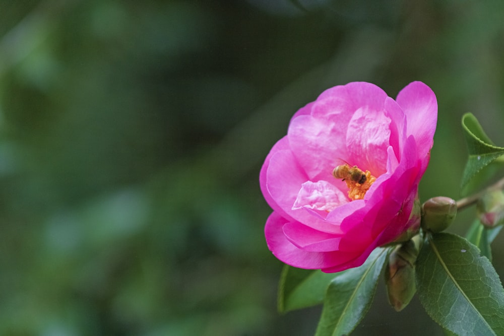 pink flower in tilt shift lens