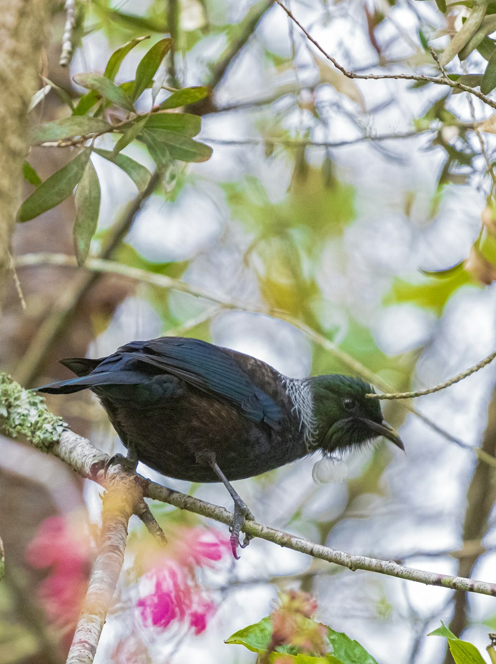 pájaro azul y negro en la rama del árbol durante el día