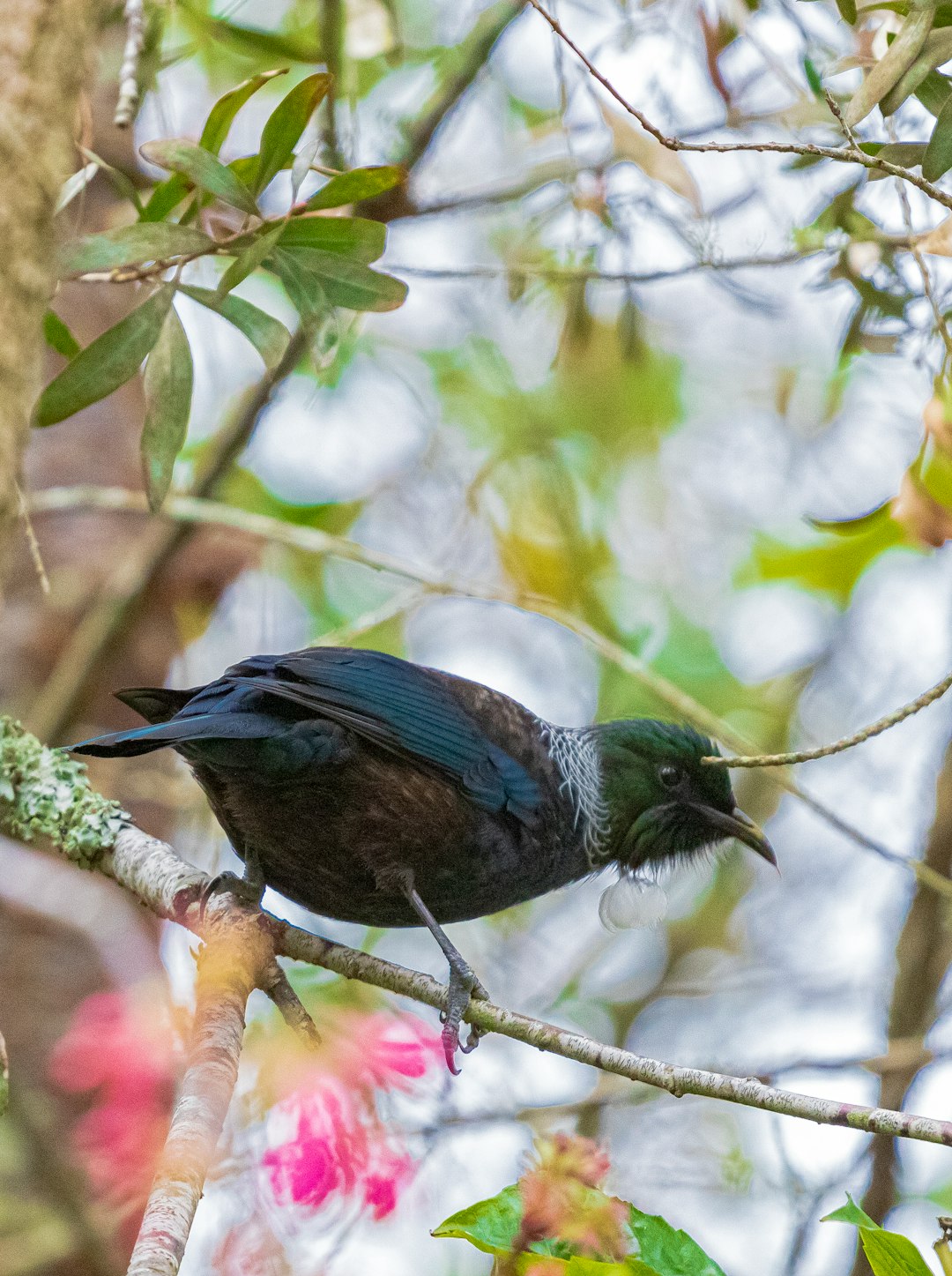 blue and black bird on tree branch during daytime