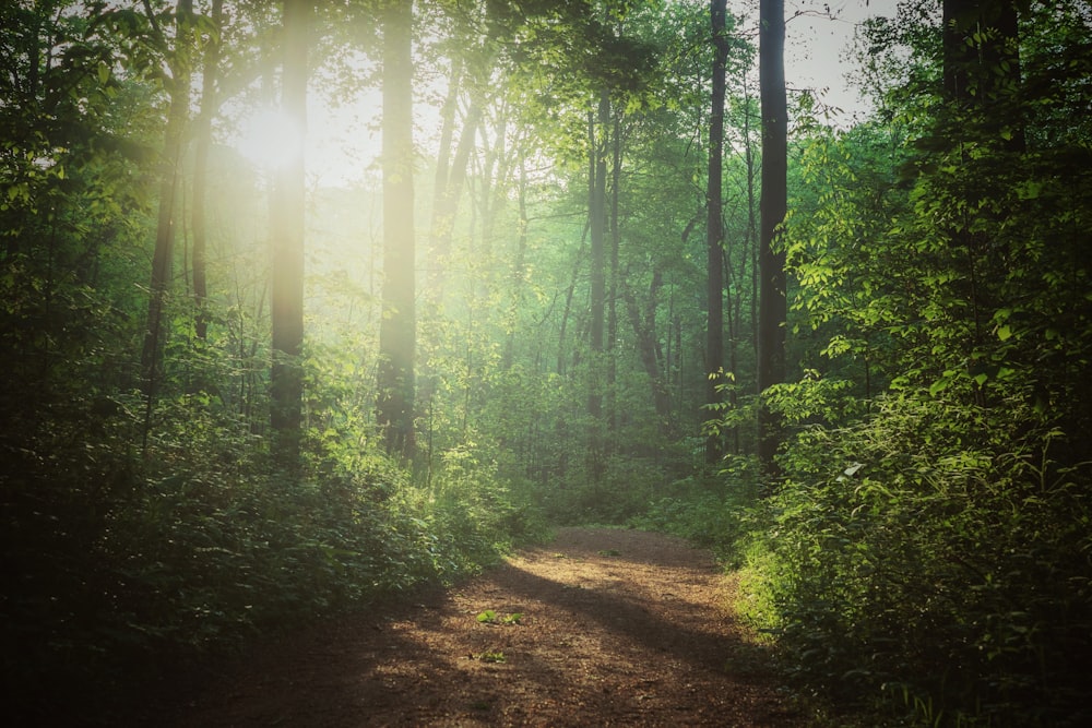 green trees on forest during daytime