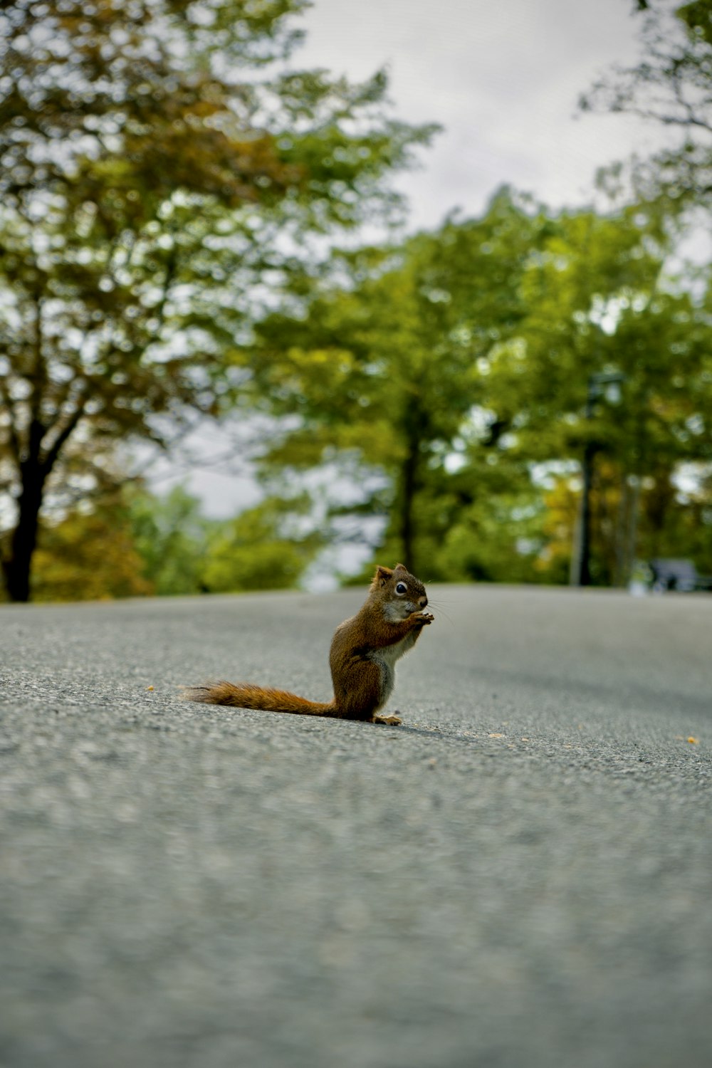 brown squirrel on gray asphalt road during daytime