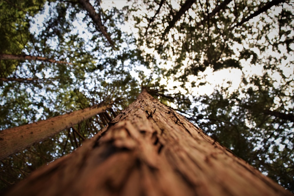 low angle photography of green trees during daytime