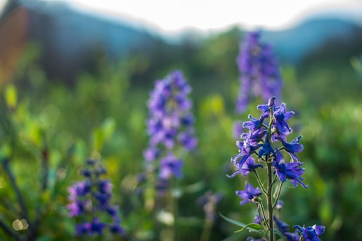 Purple flowers in full bloom with a green, blurred background and soft natural light creating a serene atmosphere.