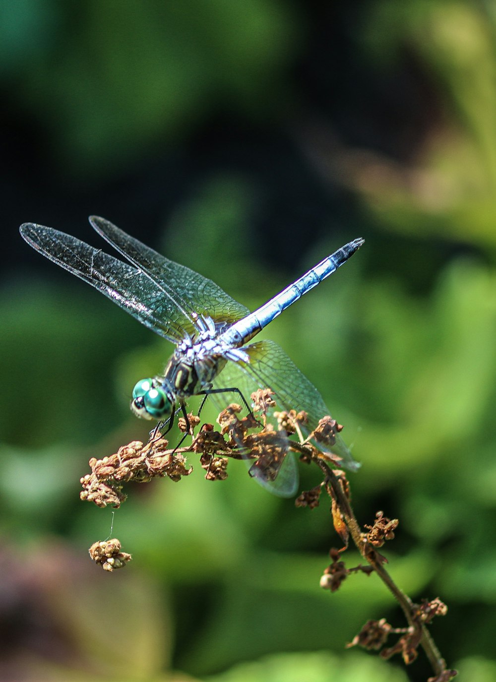 blue and white dragonfly perched on brown plant stem in close up photography during daytime