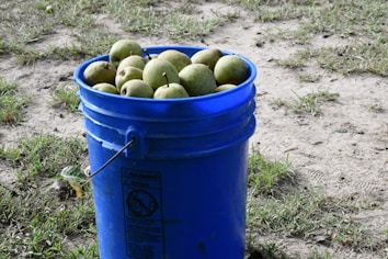 A blue plastic bucket filled with green pears sits on a patchy grass and dirt surface. The bucket is slightly worn, with a warning label visible on the side. Surrounding the bucket, the ground shows a mix of sparse grass and exposed earth.