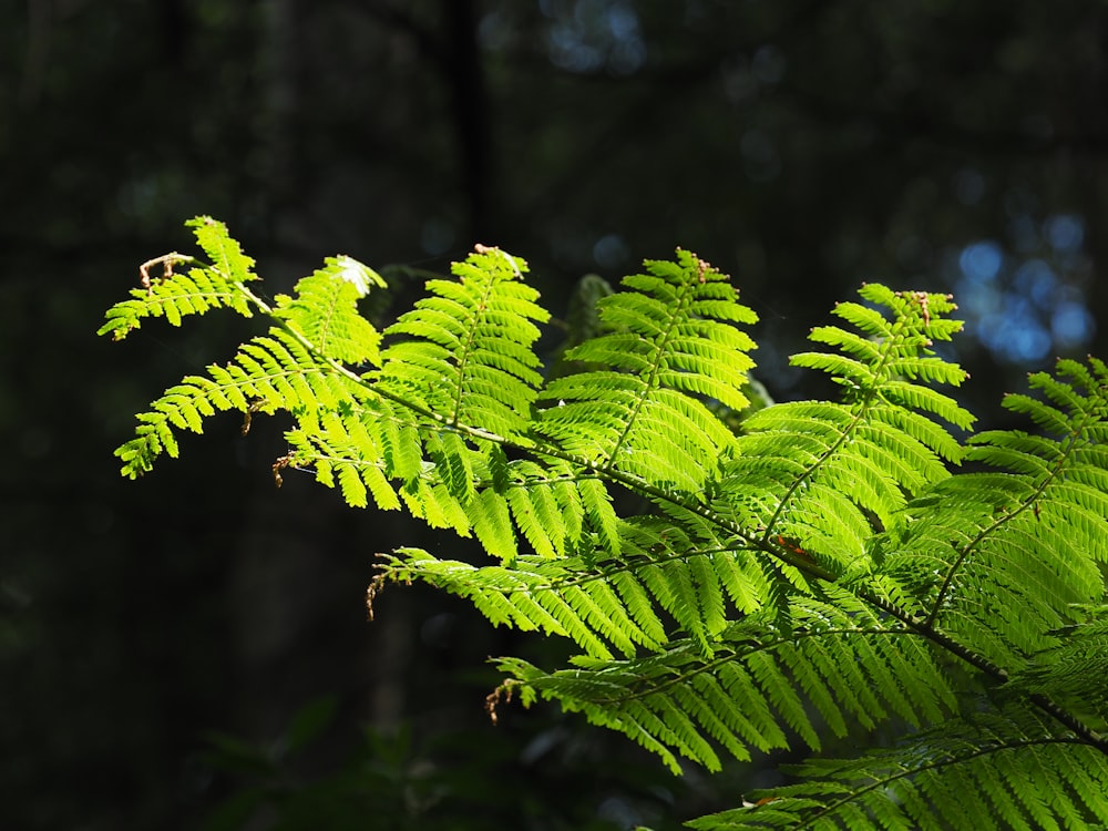 green fern plant in close up photography