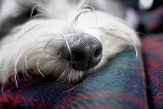 Close-up of a scent mat with colorful textures designed for sensitive dogs.