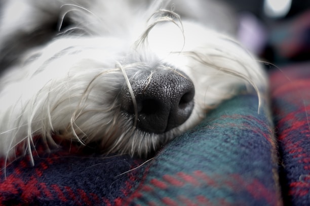 Close-up of a scent mat with colorful textures designed for sensitive dogs.