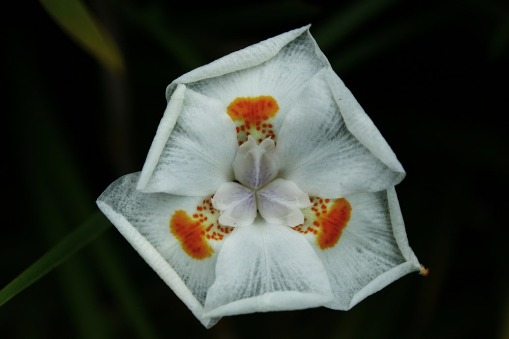 white and yellow flower on white tissue paper