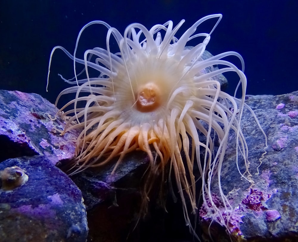 white and black coral reef