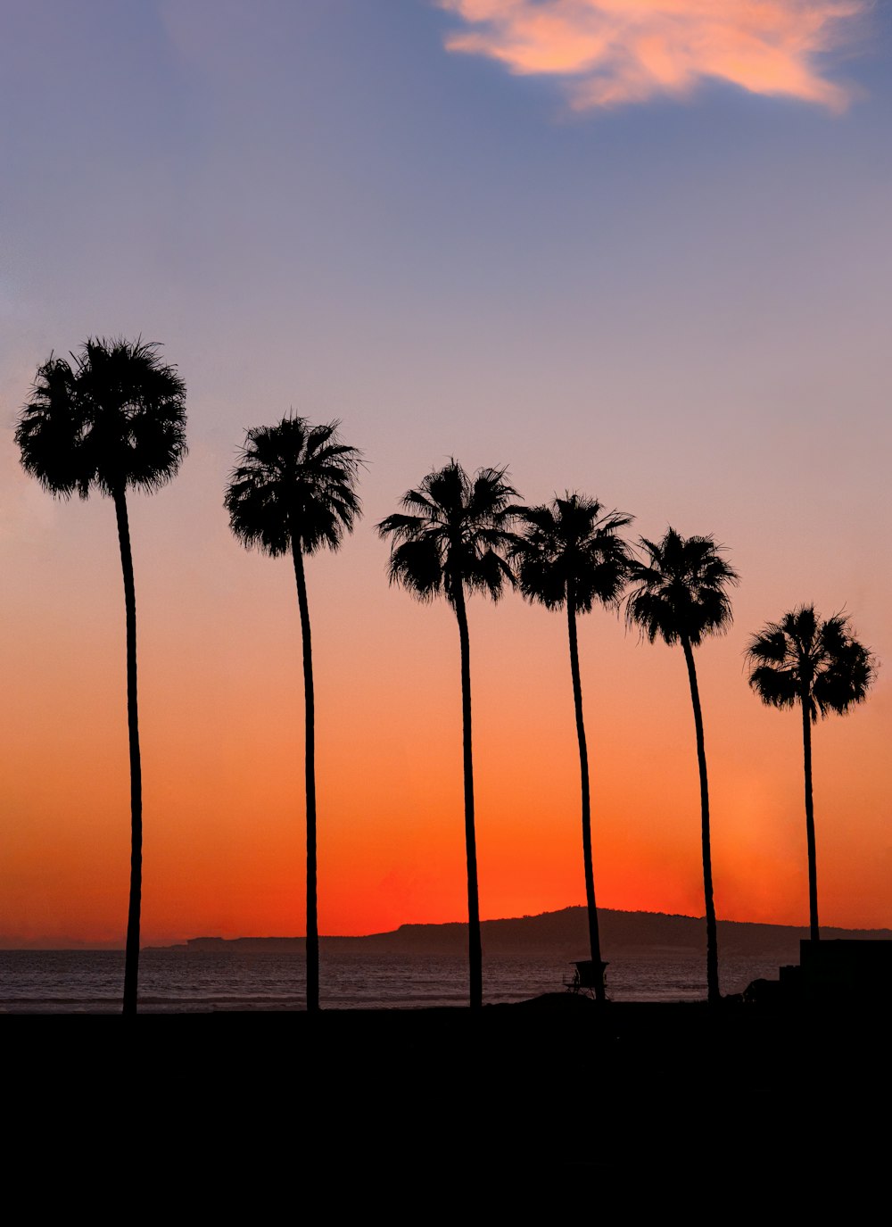 silhouette of palm trees during sunset