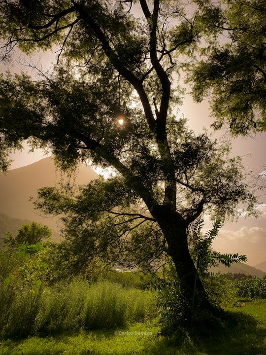 green tree on green grass field during daytime in Lago de Atitlán Guatemala