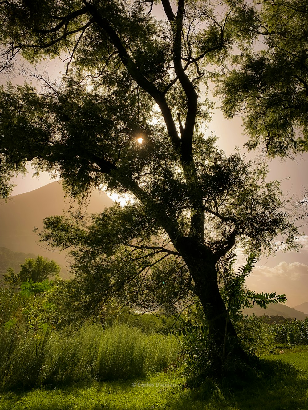 green tree on green grass field during daytime