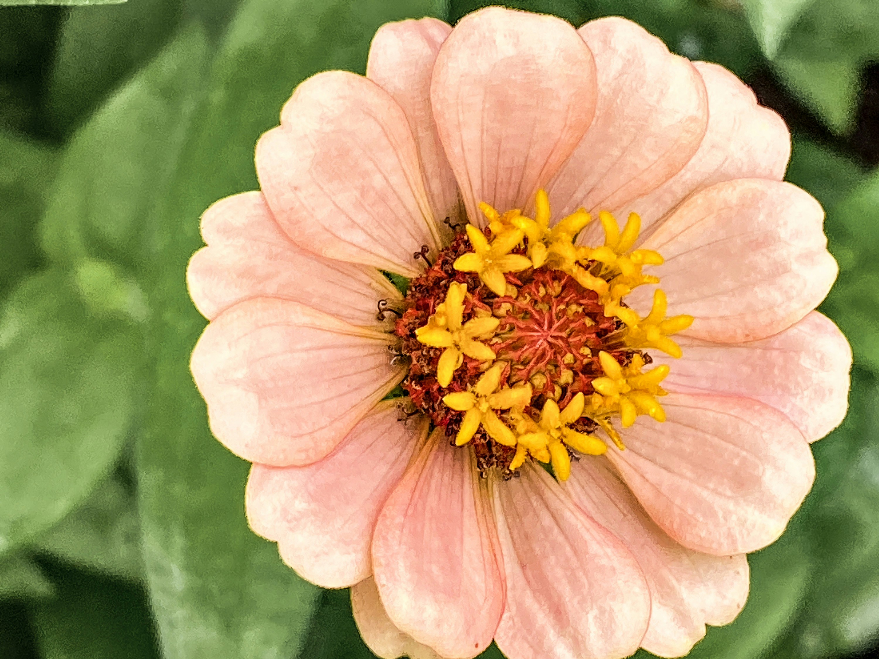 fiore rosa in colpo macro