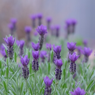 A close-up of lavender essential oil with fresh lavender flowers.