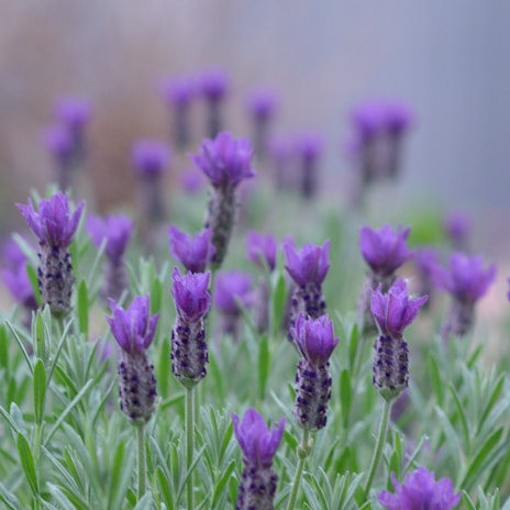 A close-up of lavender essential oil with fresh lavender flowers.