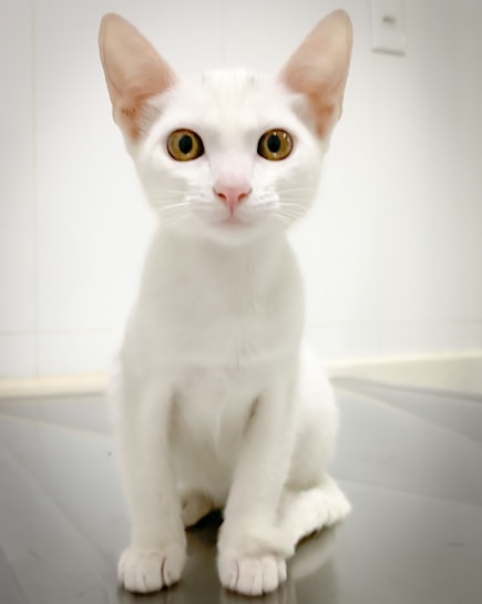 A white cat with large, alert eyes and pointy ears sits on a tiled floor, looking directly at the camera with a curious and attentive expression. The background is plain and minimalistic, emphasizing the cat.