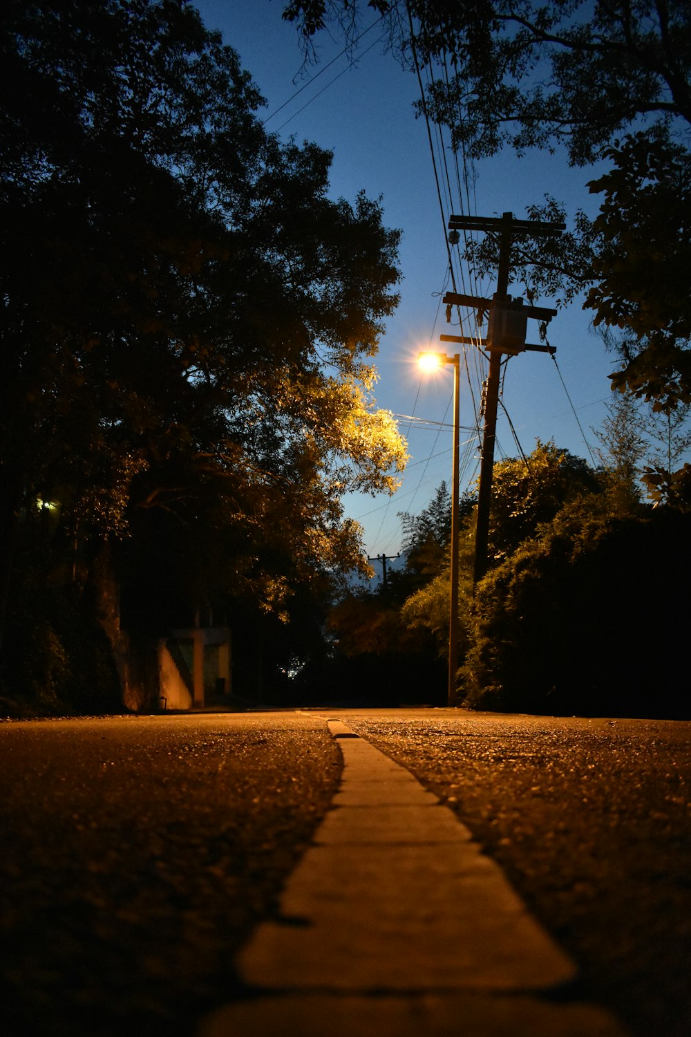 夜間のバスケットボールフープ付近の樹木