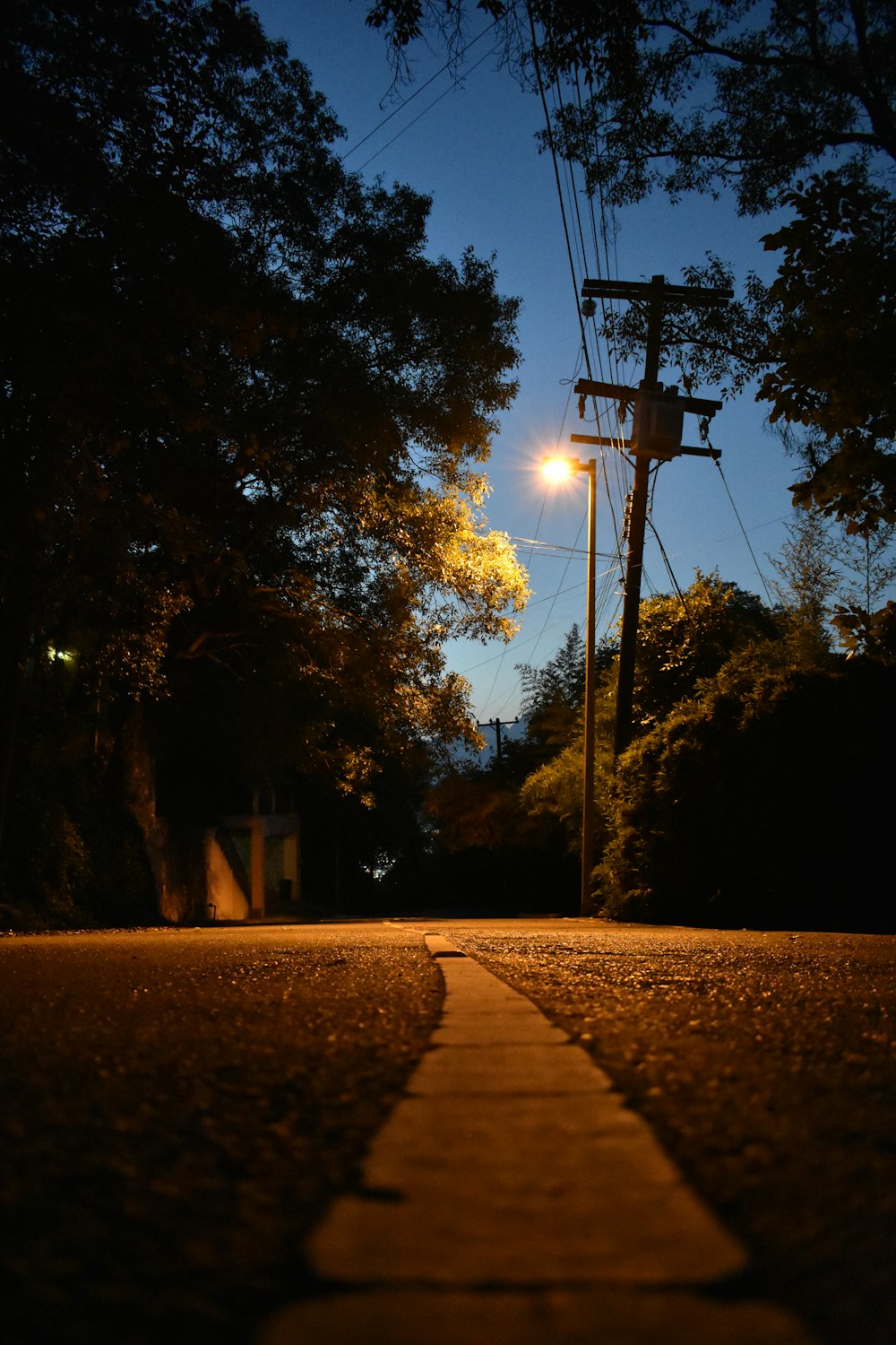 alberi vicino al canestro da basket durante la notte
